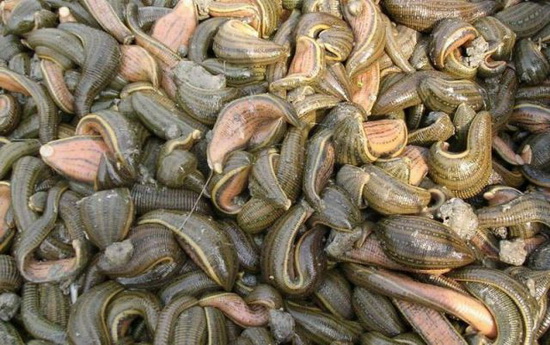 Những[-]con[-]đỉa[-]là[-]nỗi[-]kinh[-]hoàng[-]của[-]người[-]nông[-]dân.
